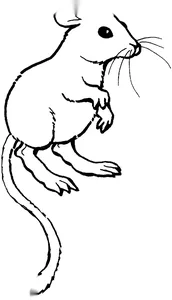 Dipodomys