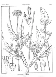Dipsacus walkeri