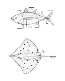 Dipturus innominatus (новозеландський гладкий скат)
