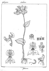 Disperis neilgherrensis