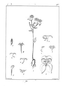 Disperis tripetaloides