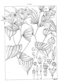 Disporum leschenaultianum