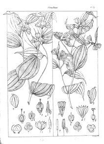 Disporum mysorense і disporum geylanicum