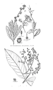 Distichostemon phyllopterus і rhus rufa