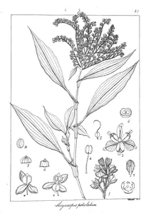 Dithryocarpus peliolatus