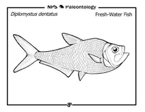 Доісторична прісноводна риба (diplomystus dentatus)