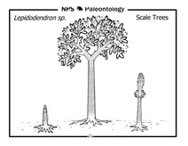 Доісторичні лускоподібні дерева (lepidodendron sp.)