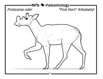 Доісторичні парнокопитні (protoceras celer)