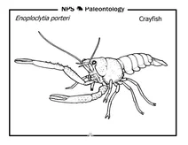 Доісторичні раки (enoploclytia porteri)