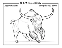 Доісторичний довгорогий бізон (bison latifrons)