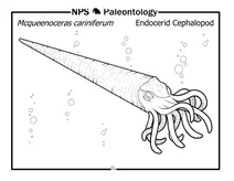 Доісторичний головоногий ендоцерид (mcqueenoceras cariniferum)