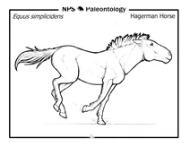 Доісторичний кінь хагермана (equus simplicidens)