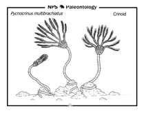 Доісторичний криноїд (pycnocrinus multibrachiatus)