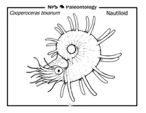Доісторичний наутилоїд (cooperoceras texanum)
