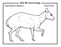 Доісторичний олень (hypertragulus hesperius)