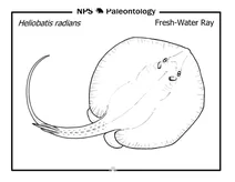 Доісторичний прісноводний скат (heliobatis radians)