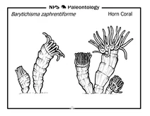 Доісторичний роговий корал (barytichisma zaphrentiforme)