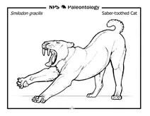 Доісторичний шаблезубий кіт (smilodon gracilis)