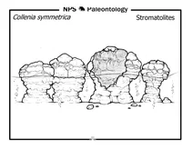 Докембрійські строматоліти (collenia symmetrica)