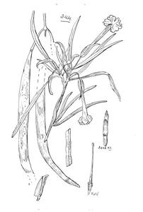 Dolichandrone heterophylla