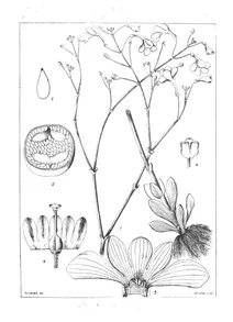 Dopatrium lobelioides