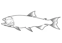 Дорадо (salminus brasiliensis)