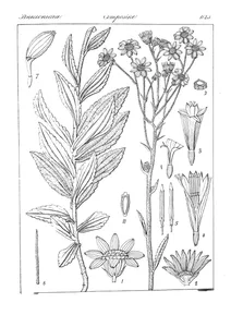 Doronicum arnottii