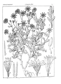 Doronicum candolianum