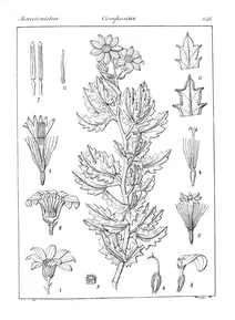 Doronicum lessingianum