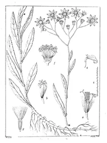 Дороникум (doronicum)