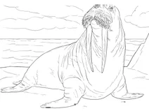 Дорослий самець моржа