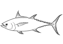 Довгохвостий тунець (thunnus tonggol)
