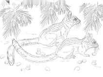 Довговухий бурундук (каліфорнійський)