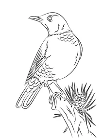 Дрізд перелітний (лат. turdus migratorius)