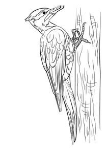 Dryocopus pileatus