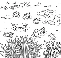 Ducks on the pond