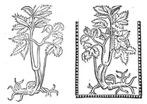 Дудник, 1497-1500
