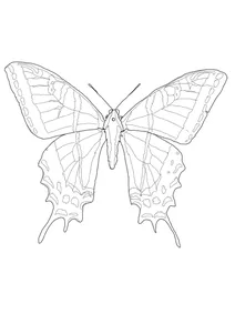 Двохвоста косатиця” papilio multicaudata
