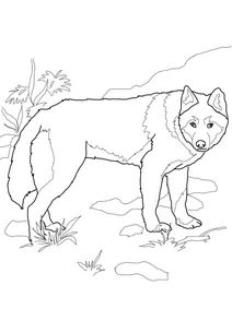 Дика собака динго