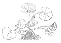 Дикий імбир (asarum)