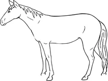 Дикий кінь