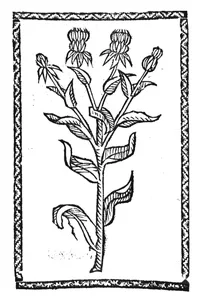 Дикий шафран, 1500