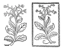 Дикий шарлах, 1497-1500