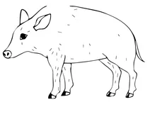 Дикий свиня