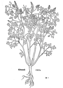 Дим’янка, 1543