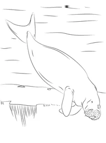 Дюгонь