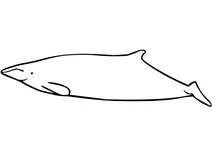 Дзьобий кит перріна (mesoplodon perrini)