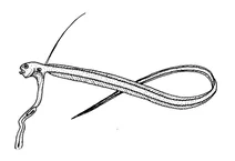 Echiodon rendahli (малюк)