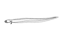 Echiodon rendahli (товариська рибка)