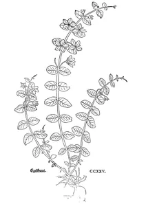 Егелькраут, 1543
